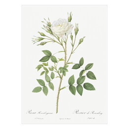 Plakat Pierre Joseph Redouté "Białe róże" - reprodukcja