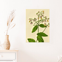 Plakat Apocynum androsaemifolium - ryciny botaniczne