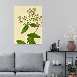 Plakat samoprzylepny Apocynum androsaemifolium - ryciny botaniczne