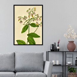Plakat w ramie Apocynum androsaemifolium - ryciny botaniczne