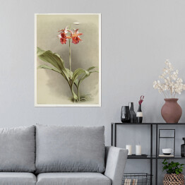 Plakat samoprzylepny F. Sander Orchidea no 9. Reprodukcja
