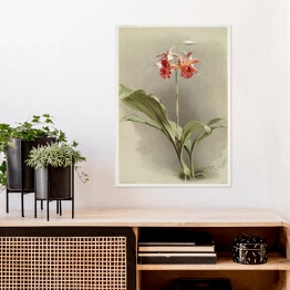 Plakat F. Sander Orchidea no 9. Reprodukcja