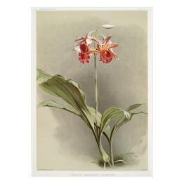 Plakat samoprzylepny F. Sander Orchidea no 9. Reprodukcja