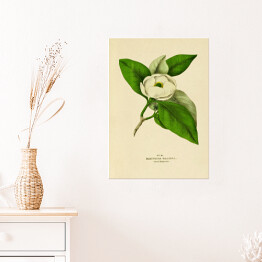 Plakat samoprzylepny Magnolia sina - ryciny botaniczne