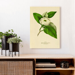 Obraz klasyczny Magnolia sina - ryciny botaniczne