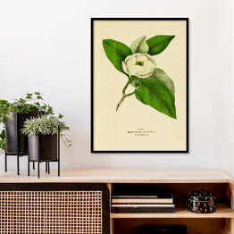 Plakat w ramie Magnolia sina - ryciny botaniczne