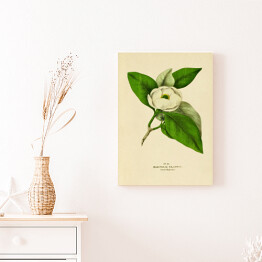 Obraz klasyczny Magnolia sina - ryciny botaniczne