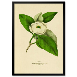 Plakat w ramie Magnolia sina - ryciny botaniczne