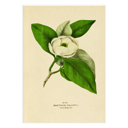 Plakat samoprzylepny Magnolia sina - ryciny botaniczne