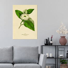 Plakat Magnolia sina - ryciny botaniczne