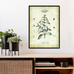 Plakat w ramie Kawa roślina. Rysunek techniczny w stylu retro