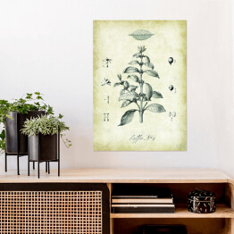 Plakat samoprzylepny Kawa roślina. Rysunek techniczny w stylu retro