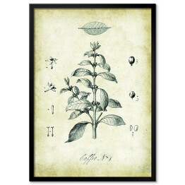 Obraz klasyczny Kawa roślina. Rysunek techniczny w stylu retro