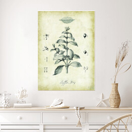 Plakat Kawa roślina. Rysunek techniczny w stylu retro