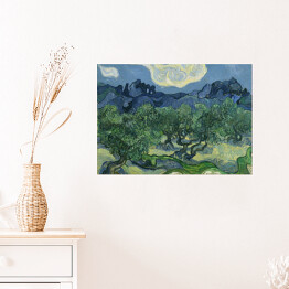 Plakat Vincent van Gogh "Drzewa Oliwne" - reprodukcja
