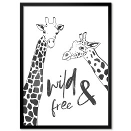 Plakat w ramie Czarno białe żyrafy - ilustracja z napisem "wild & free"