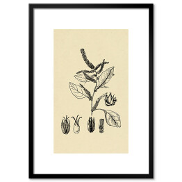 Obraz klasyczny Czerwony szpinak - ryciny z roślinnością