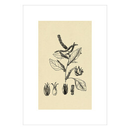 Plakat samoprzylepny Czerwony szpinak - ryciny z roślinnością