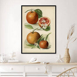 Plakat w ramie Pomarańcze kwiaty i owoce vintage John Wright Reprodukcja
