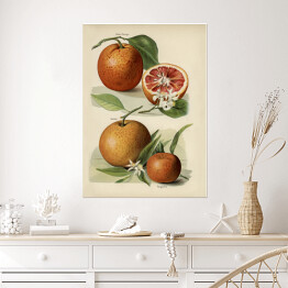 Plakat Pomarańcze kwiaty i owoce vintage John Wright Reprodukcja