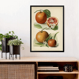 Obraz w ramie Pomarańcze kwiaty i owoce vintage John Wright Reprodukcja