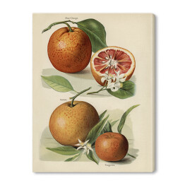 Obraz na płótnie Pomarańcze kwiaty i owoce vintage John Wright Reprodukcja