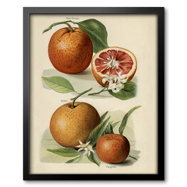 Obraz w ramie Pomarańcze kwiaty i owoce vintage John Wright Reprodukcja