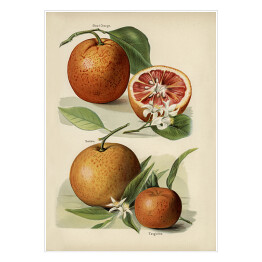 Plakat samoprzylepny Pomarańcze kwiaty i owoce vintage John Wright Reprodukcja
