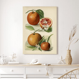 Obraz na płótnie Pomarańcze kwiaty i owoce vintage John Wright Reprodukcja