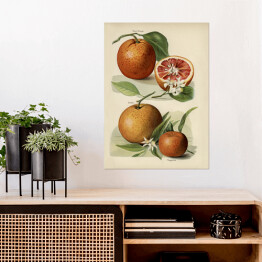 Plakat samoprzylepny Pomarańcze kwiaty i owoce vintage John Wright Reprodukcja
