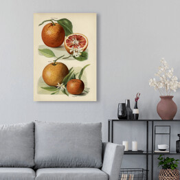 Obraz klasyczny Pomarańcze kwiaty i owoce vintage John Wright Reprodukcja