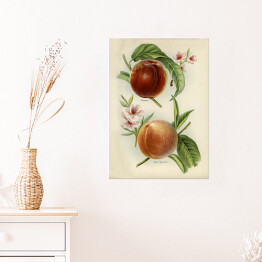Plakat samoprzylepny Nektarynki owoce i kwiaty ilustracja w stylu vintage John Wright Reprodukcja