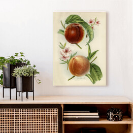 Obraz klasyczny Nektarynki owoce i kwiaty ilustracja w stylu vintage John Wright Reprodukcja
