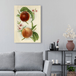 Obraz na płótnie Nektarynki owoce i kwiaty ilustracja w stylu vintage John Wright Reprodukcja