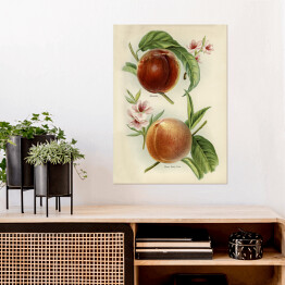 Plakat samoprzylepny Nektarynki owoce i kwiaty ilustracja w stylu vintage John Wright Reprodukcja