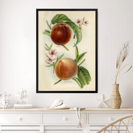 Obraz w ramie Nektarynki owoce i kwiaty ilustracja w stylu vintage John Wright Reprodukcja