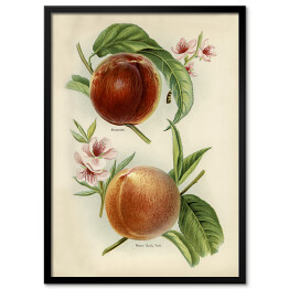 Plakat w ramie Nektarynki owoce i kwiaty ilustracja w stylu vintage John Wright Reprodukcja
