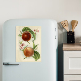 Magnes dekoracyjny Nektarynki owoce i kwiaty ilustracja w stylu vintage John Wright Reprodukcja