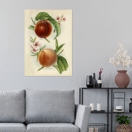 Plakat Nektarynki owoce i kwiaty ilustracja w stylu vintage John Wright Reprodukcja