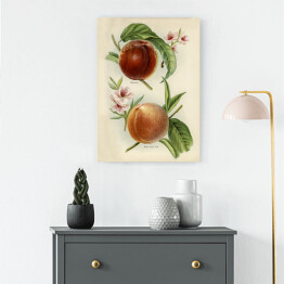 Obraz na płótnie Nektarynki owoce i kwiaty ilustracja w stylu vintage John Wright Reprodukcja