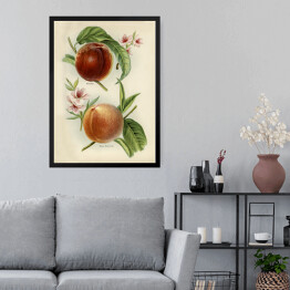 Obraz w ramie Nektarynki owoce i kwiaty ilustracja w stylu vintage John Wright Reprodukcja