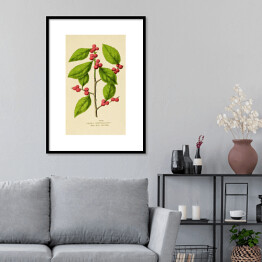 Plakat w ramie Ostrokrzew okółkowy - roślinność na rycinach