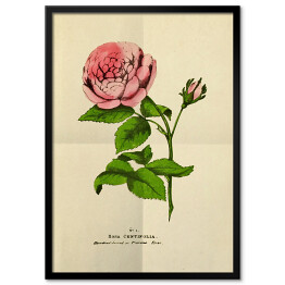 Obraz klasyczny Róża stulistna - stare ryciny