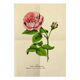 Róża stulistna - stare ryciny