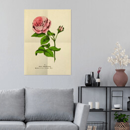 Plakat samoprzylepny Róża stulistna - stare ryciny