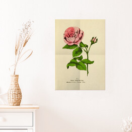Plakat Róża stulistna - stare ryciny