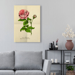 Obraz klasyczny Róża stulistna - stare ryciny