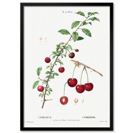 Plakat w ramie Pierre Joseph Redouté. Czerwone wiśnie. Owoce - reprodukcja