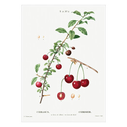 Plakat samoprzylepny Pierre Joseph Redouté. Czerwone wiśnie. Owoce - reprodukcja