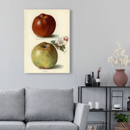 Obraz klasyczny Jabłka owoce i kwiaty Ilustracja vintage z napisami John Wright Reprodukcja